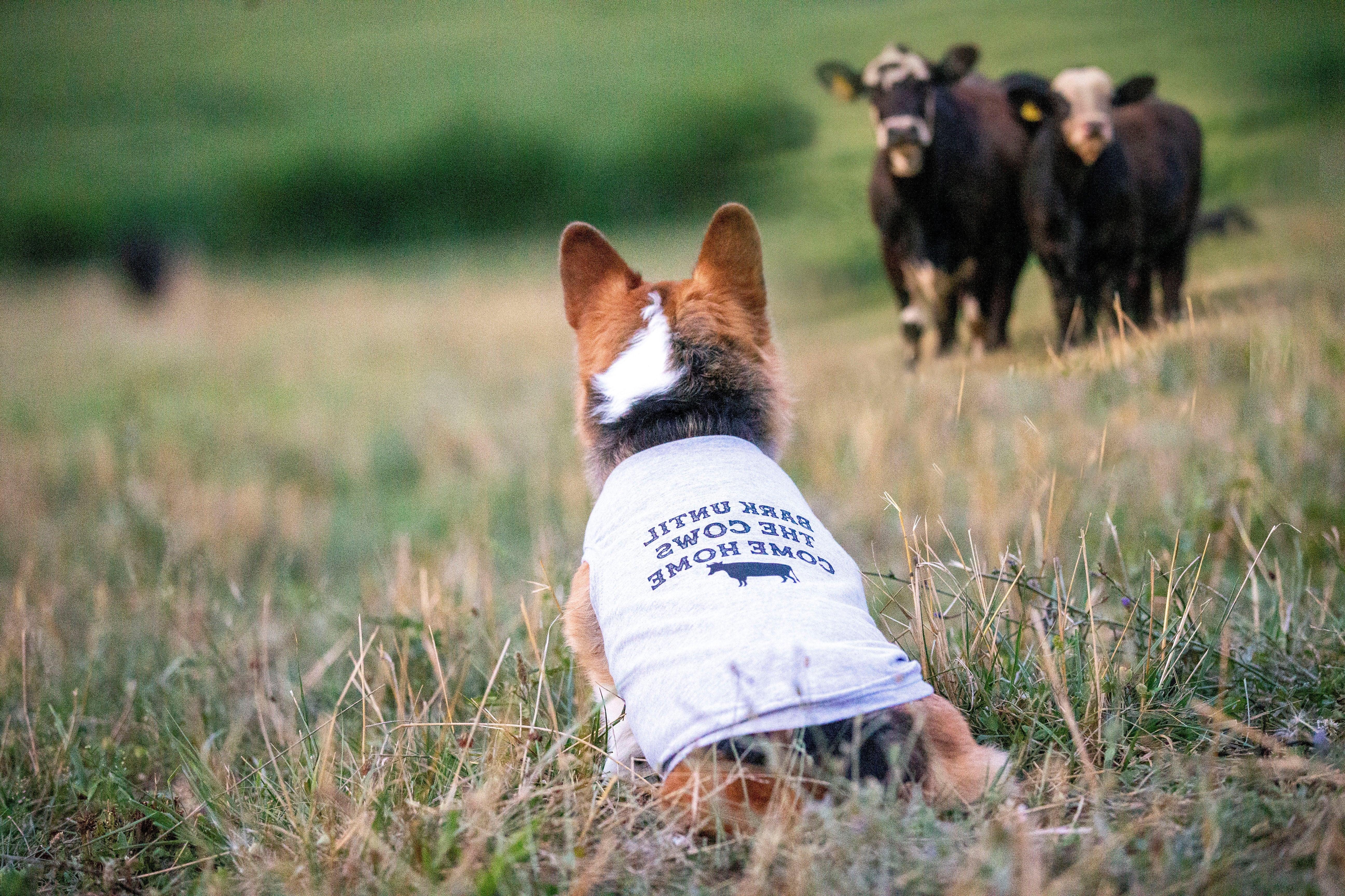 Corgi cattle dog